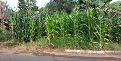Lote à venda no Jardim Romano!!